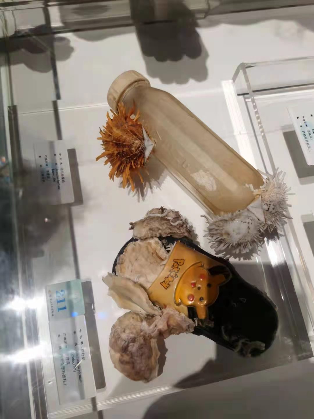 细毛海菊蛤,人与自然的关系,与人类生活痕迹相关的贝壳 细毛海菊蛤,人与自然的关系,与人类生活痕迹相关的贝壳