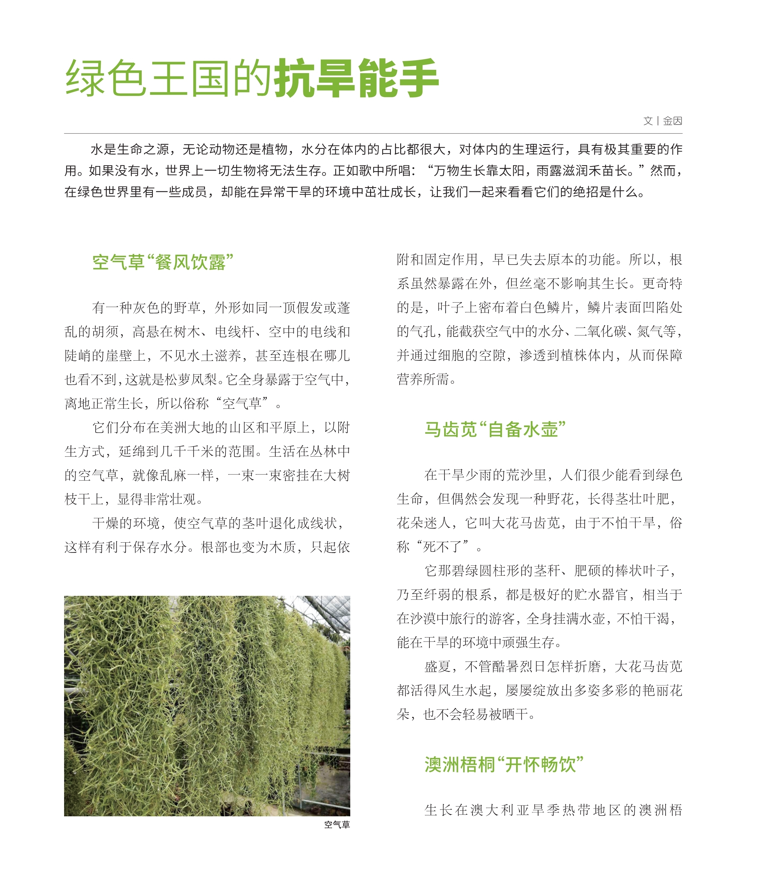 水是生命之源,空气草“餐风饮露”